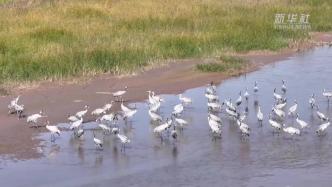 山西永济：鸟类翔集为黄河湿地增添勃勃生机