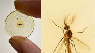 距今约1.3亿年！科学家发现已知最古老的蚊子