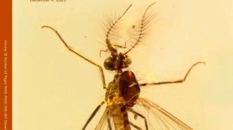 雄蚊也吸血？1.3亿年前最古老化石雄蚊被发现刺吸式口器