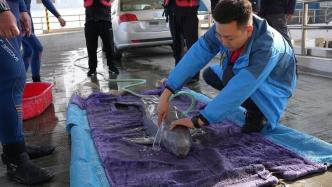 杭州錢塘江邊一條受傷江豚擱淺，已送往海洋公園救治