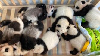 集体照来了！秦岭大熊猫研究中心今年添了7只“小团子”