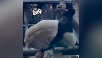 大熊猫“萌兰”霸气出场玩倒立，又双叒翻车了