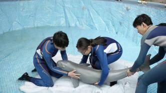 錢塘江擱淺江豚檢出身體疾病及口部外傷，當前處于失衡狀態(tài)