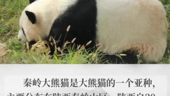 秦岭大熊猫研究中心大熊猫圈养种群数量达49只