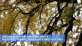 江西石城：万山丛中千年银杏一树金黄