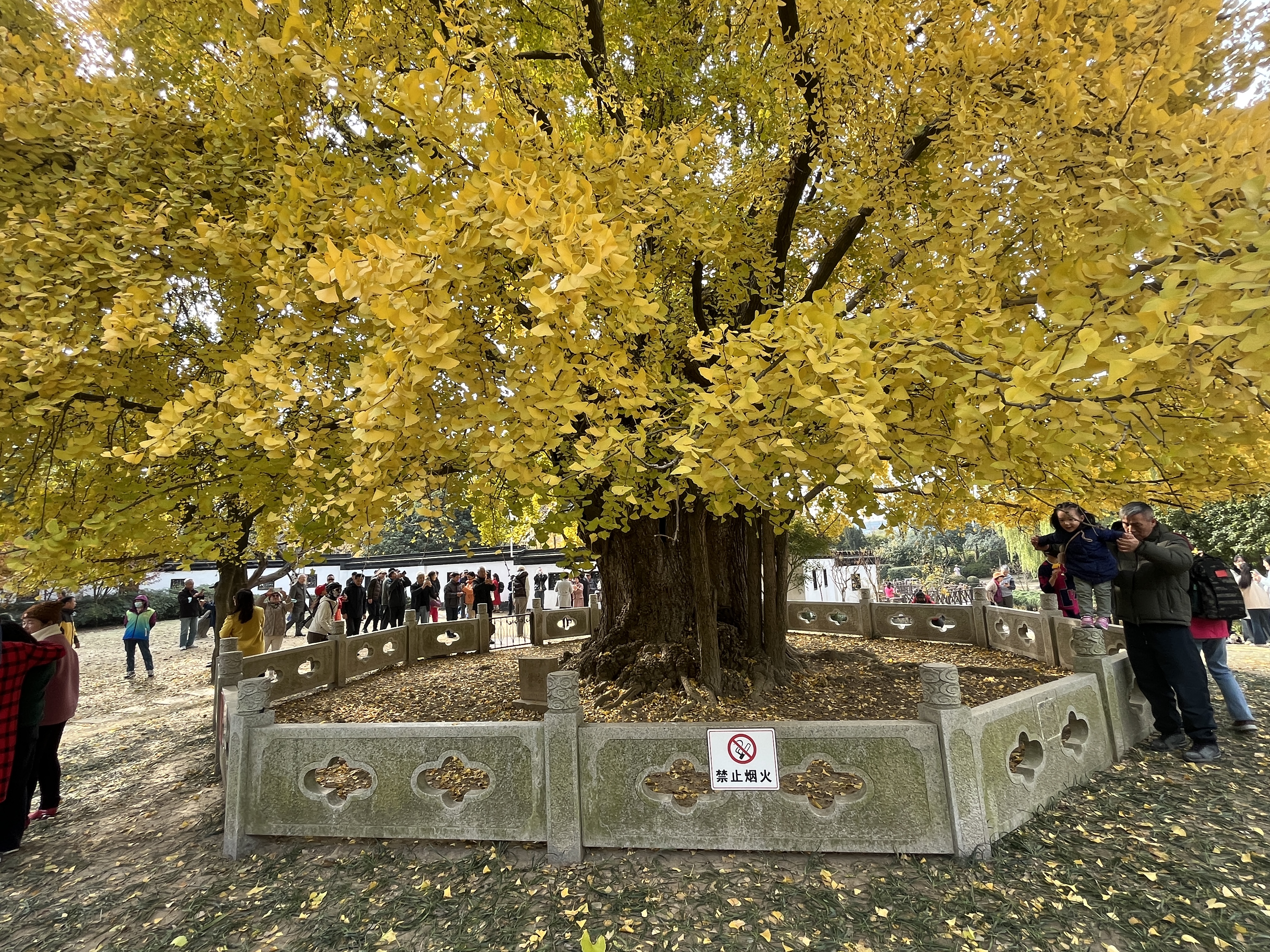 它是目前上海地区登记建档的1300多棵古树中年龄最"老"的,身高近25米