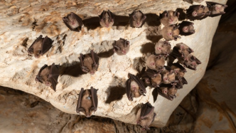 《科学》：研究感染新冠的蝙蝠或有助于评估未来的大流行