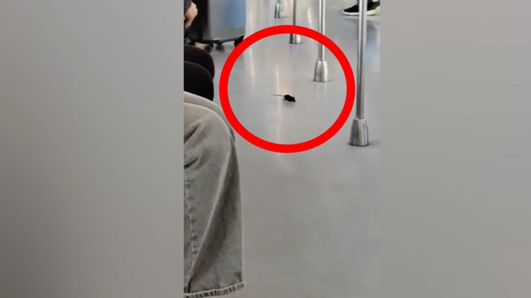 小老鼠在地铁上跑来跑去,南京地铁:已请专业团队灭鼠