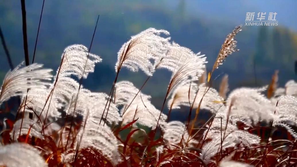千城胜景｜枣庄山亭：冬日芦花美
