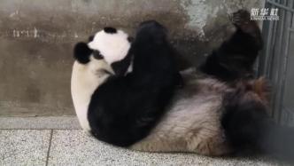 又增长啦！这里的大熊猫圈养种群数量已达49只