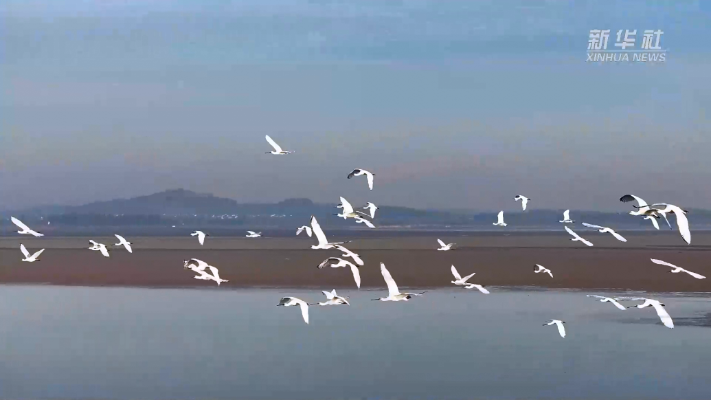 江西都昌：数十万只候鸟飞抵鄱阳湖水域越冬