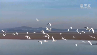 江西都昌：数十万只候鸟飞抵鄱阳湖水域越冬