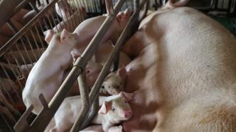 农业农村部：要引导养殖场户顺时顺势出栏生猪，避免盲目压栏影响价格回升