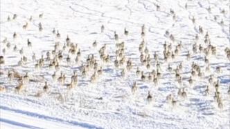 羊来了！上万只蒙古野生黄羊跨越中蒙边境