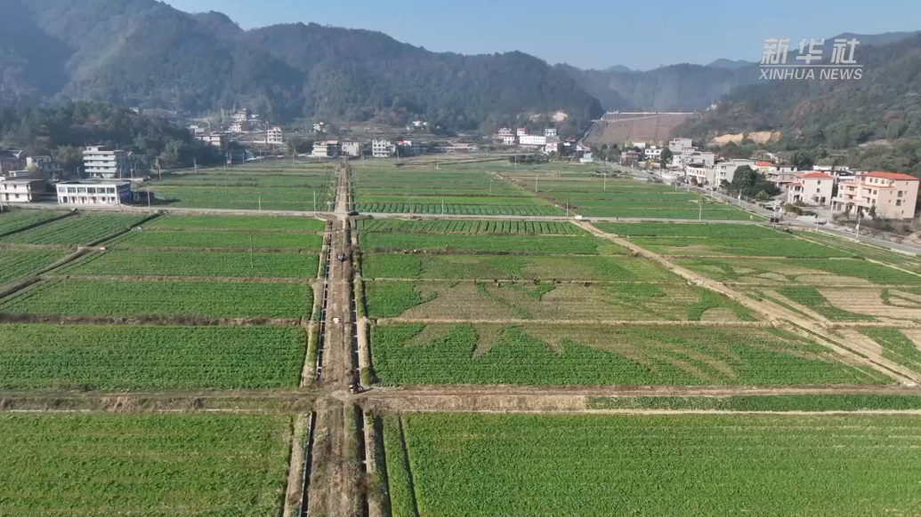 湖南衡阳县：彩色油菜移栽忙，静待花开好“丰”景