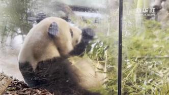 柏林动物园为即将回国的大熊猫双胞胎举办告别活动