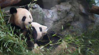 早安·世界｜柏林动物园为将回国的大熊猫双胞胎举办告别活动