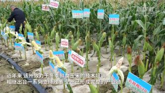 云南德宏：冬季鲜食玉米产销两旺