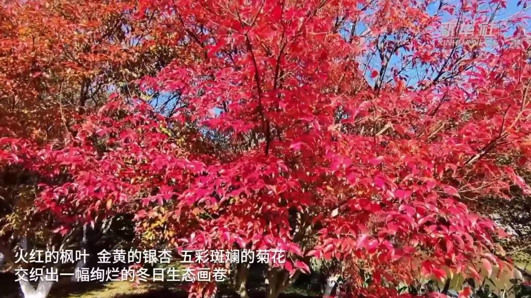 江西南昌:凤凰沟迎最佳赏叶季