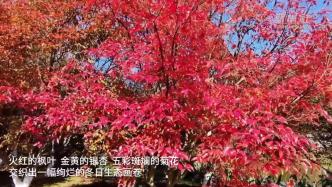 江西南昌：鳳凰溝迎最佳賞葉季