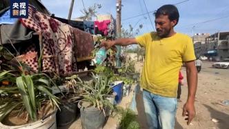 加沙流离失所者藏身苗圃避难，怀念充满鲜花和绿色的普通生活