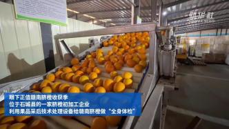 江西石城：1分钟给600多个赣南脐橙做“全身体检”