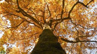 杭州出台古树名木保护办法，范围扩展至“古树后续资源”
