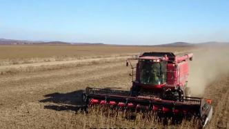 俄罗斯宣布限制出口硬质小麦