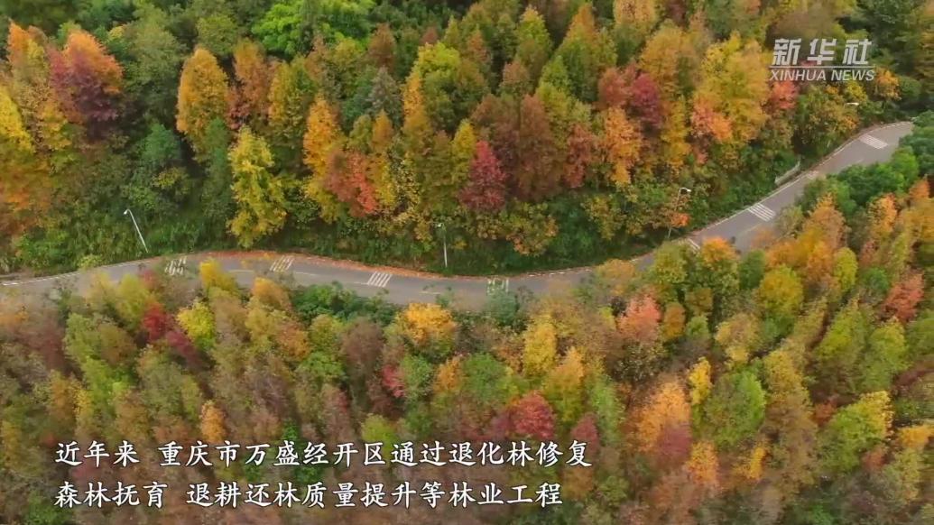 重慶萬盛:冬日彩林美景如畫
