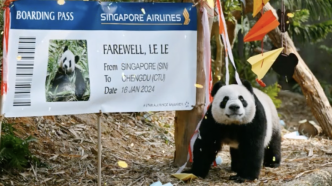 新加坡河川生态园为大熊猫“叻叻”举行欢送会