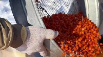 内蒙古莫旗：沙棘采摘正当时，雪中“红果”迎丰收