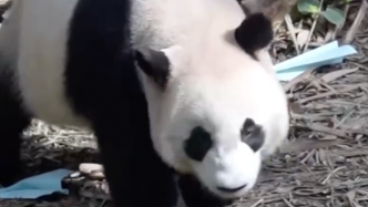 新加坡民众送别大熊猫“叻叻”：看着它长大充满不舍