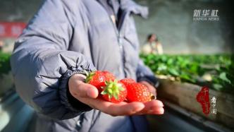 千城百縣看中國丨河北永清：“南果北種” 助農(nóng)增收