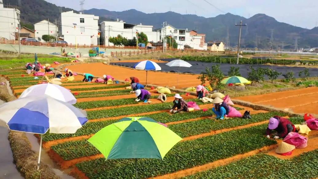 福建福安：茶苗飘香，助力振兴