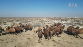 新疆巴州：戈壁滩上万峰骆驼分群忙