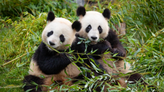 旅德大熊猫双胞胎“梦想”和“梦圆”将于17日启程回国