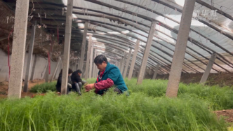 河北深州：寒潮強(qiáng)勢(shì)來襲，農(nóng)技專家下田“支招”