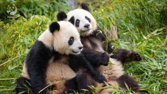 旅德大熊猫“梦想”和“梦圆”平安抵达成都