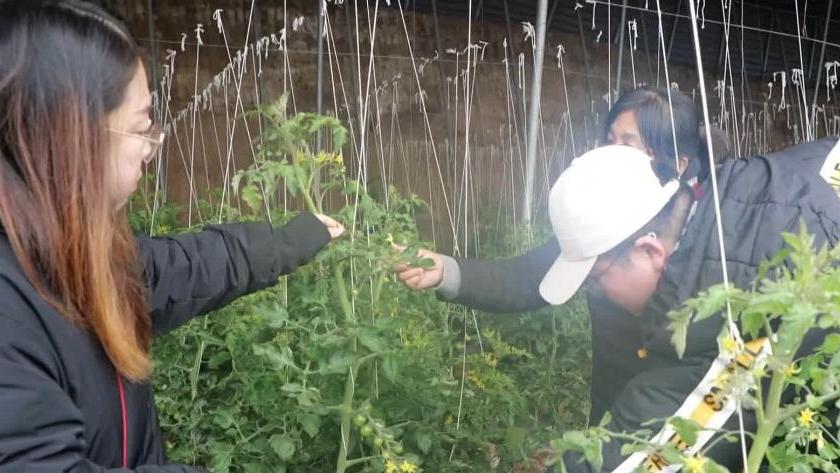 河北定兴：应对寒潮天气，稳住“菜篮子”