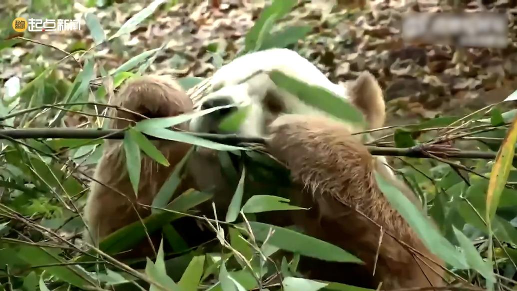 大熊猫七仔吃竹子吃“微醺”了