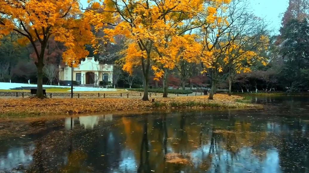 杭州的秋冬浪漫又优雅