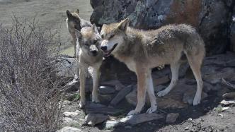 全国首次大面积狼专项调查监测揭秘：历时一年多，万人川西北寻狼