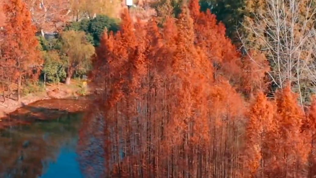 冬日专属配色上线，上海世纪公园水杉美如画