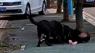 湘潭女子遭黑狗当街撕咬，涉事犬种在北京、成都等多地禁养