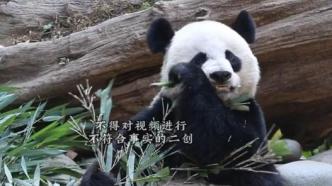 大熊猫保护研究中心：“添添”“美香”入住都江堰基地，一切正常