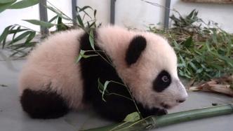 早安·世界｜可可爱爱！旅俄大熊猫幼崽成功迈出第一步