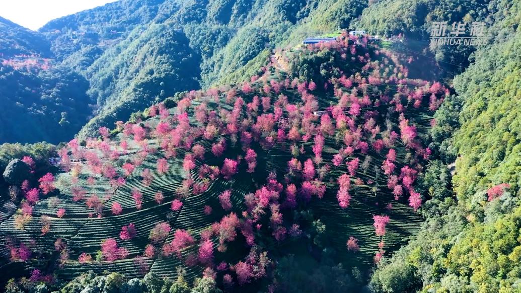 云南无量山樱花迎冬盛开