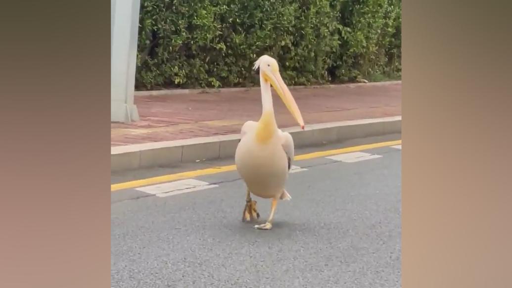 動物園鵜鶘“越獄”在馬路散步，園區：到時間它會自己回來