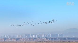 近万只灰鹤飞抵黄河湿地河津段越冬