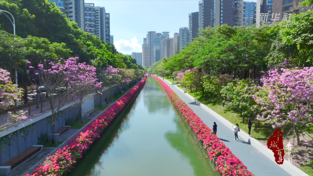 深圳南山：冬日繁花绕碧水